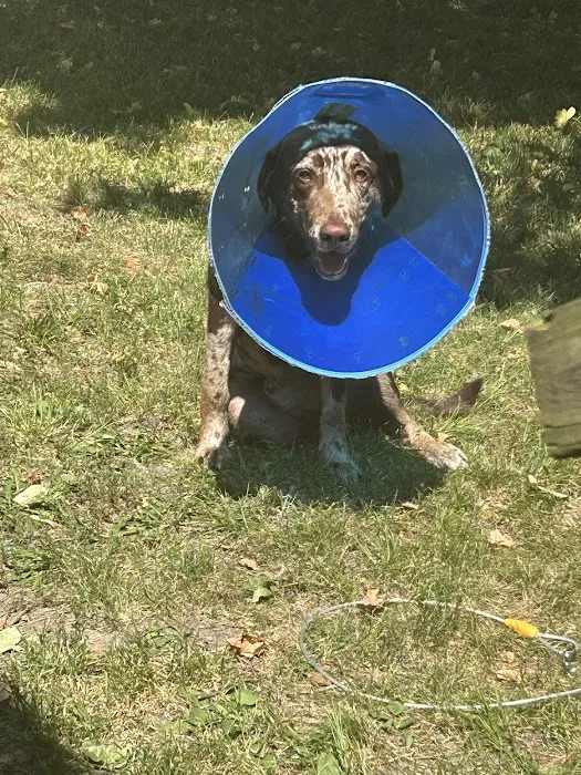 All Pets Veterinary Clinic Picture 2