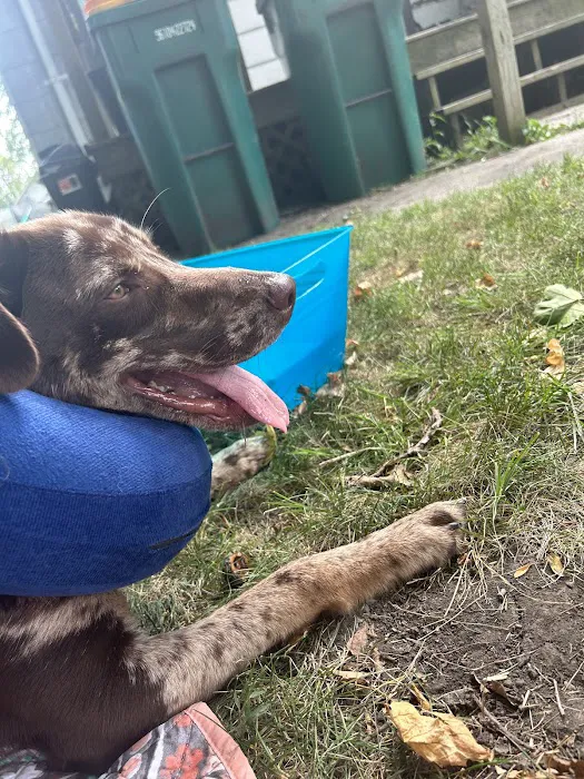 All Pets Veterinary Clinic Picture 3