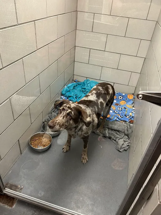 All Pets Veterinary Clinic Picture 1