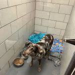 All Pets Veterinary Clinic