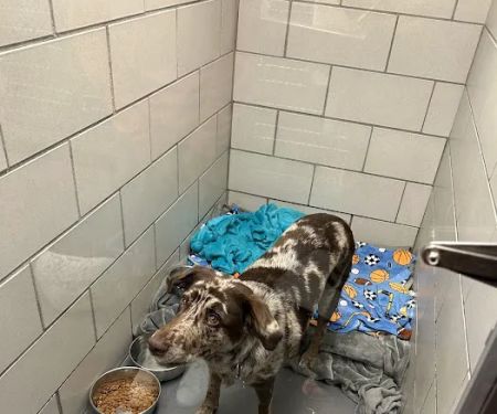 All Pets Veterinary Clinic