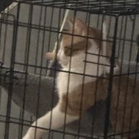 Charles E. Lotz, D.V.M. ico