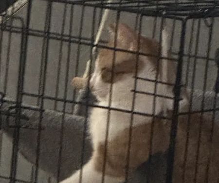 Charles E. Lotz, D.V.M.