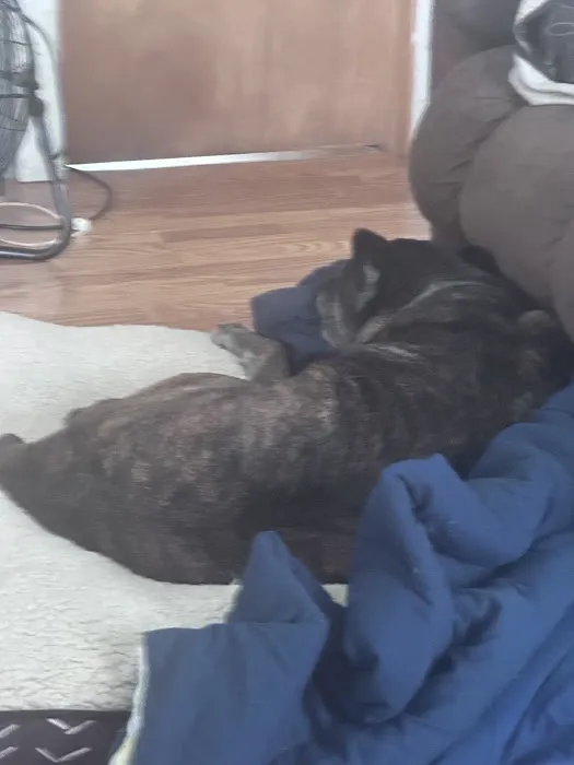 Charles E. Lotz, D.V.M. Picture 3