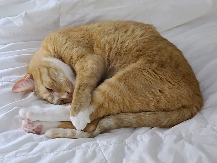 Animal Medical Center of Macomb Picture 4