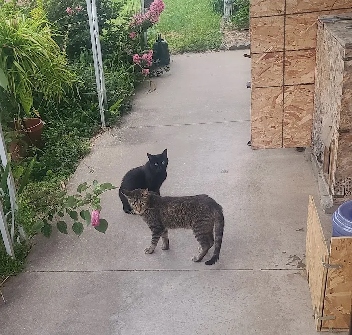 Animal Medical Center of Macomb Picture 5