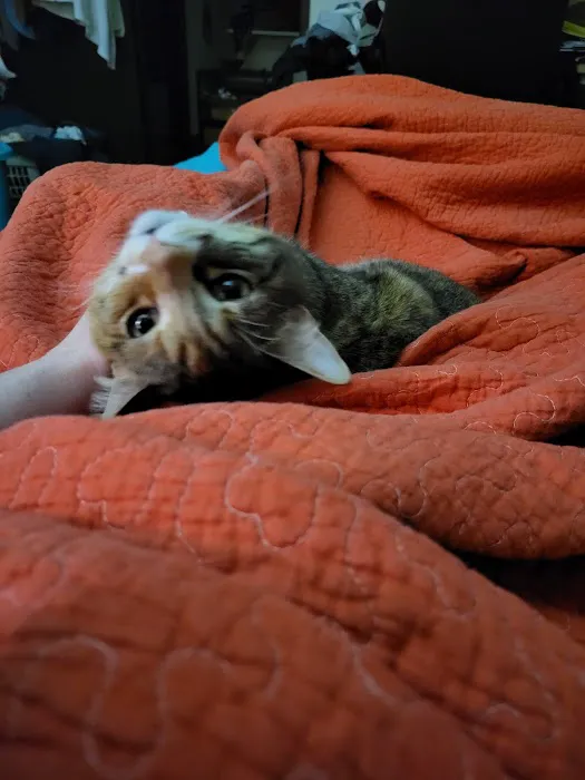 Animal Medical Center of Macomb Picture 1