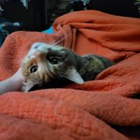 Animal Medical Center of Macomb ico