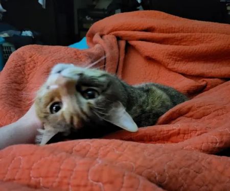 Animal Medical Center of Macomb