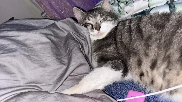 Animal Medical Center of Macomb Picture 6