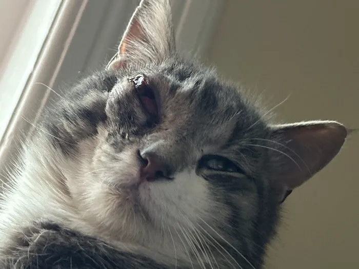 Animal Medical Center of Macomb Picture 10