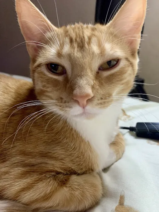 Summer Street Animal Clinic Picture 7