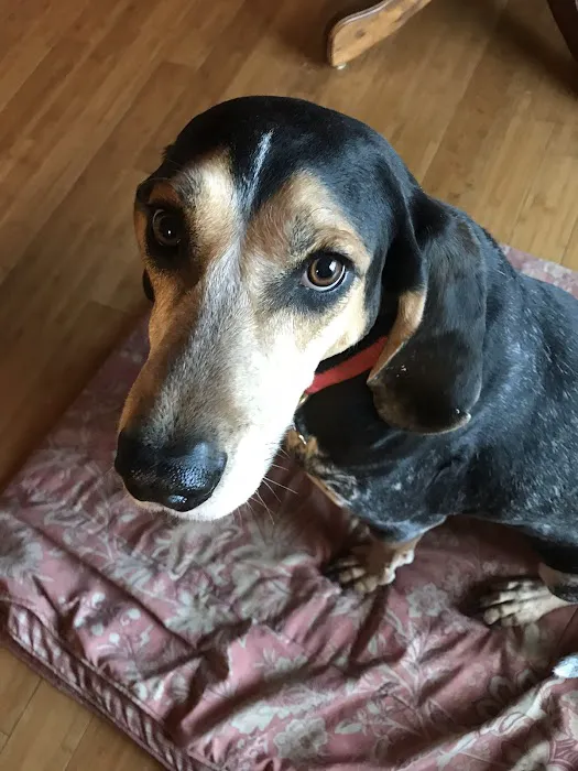 Summer Street Animal Clinic Picture 4