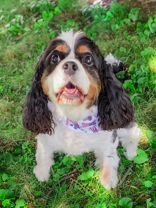 Allgood Animal Hospital Picture 3