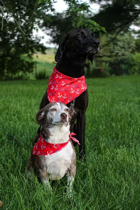 Allgood Animal Hospital Picture 9