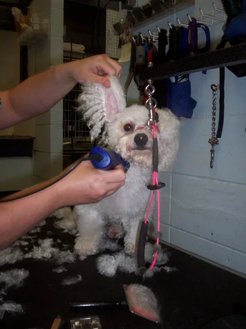 Allgood Animal Hospital: Lesczynski Rita DVM Picture 3