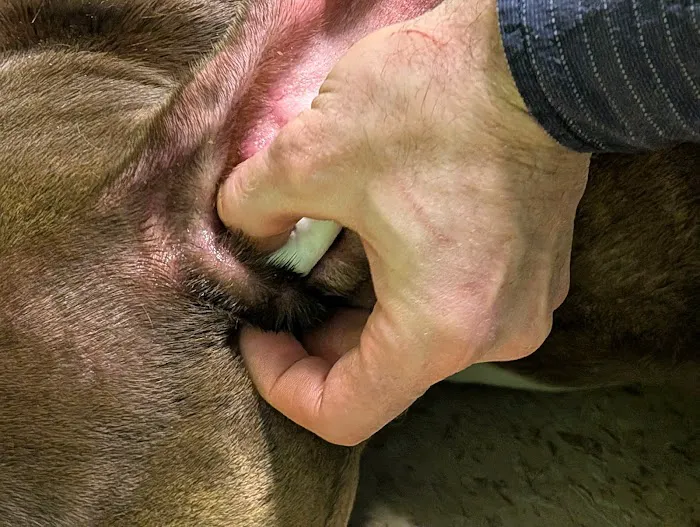 Mediapolis Veterinary Clinic Picture 1