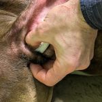 Mediapolis Veterinary Clinic