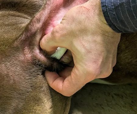 Mediapolis Veterinary Clinic