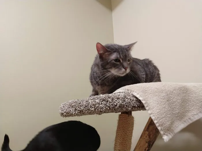 Lakeview Veterinary Clinic Picture 7