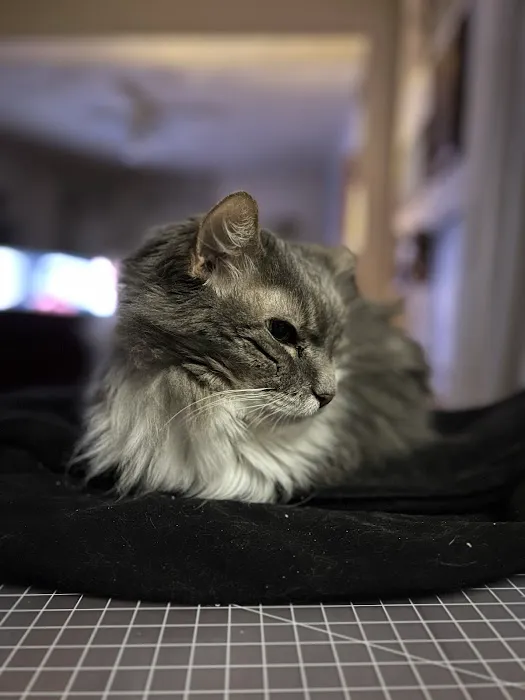 Lakeview Veterinary Clinic Picture 1