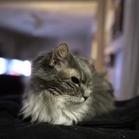 Lakeview Veterinary Clinic ico