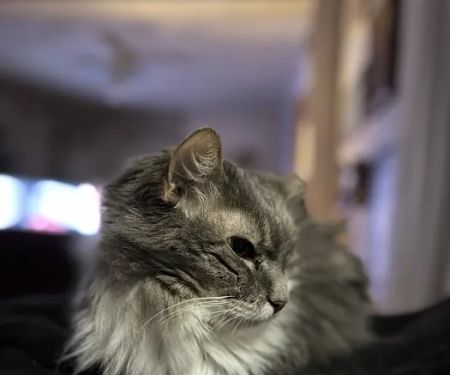 Lakeview Veterinary Clinic