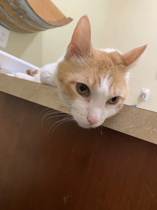 Lakeview Veterinary Clinic Picture 8