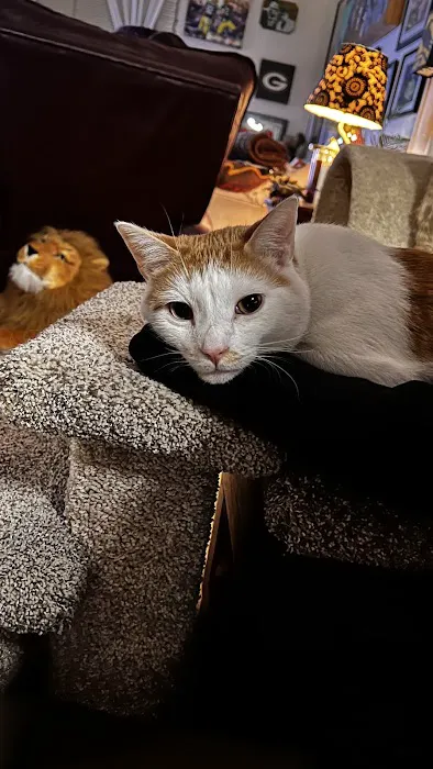 Lakeview Veterinary Clinic Picture 2