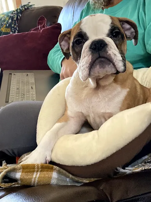 Whole Pet Veterinary Clinic Picture 5