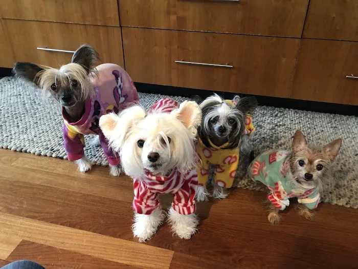 Whole Pet Veterinary Clinic Picture 4