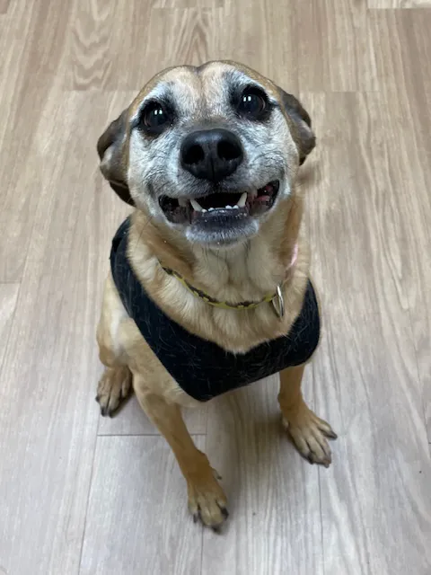 Whole Pet Veterinary Clinic Picture 3