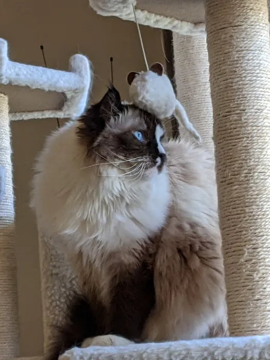 Paws & Claws Mobile Veterinary Service, LLC Picture 1