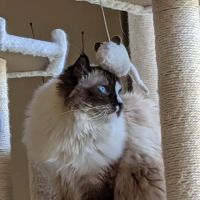 Paws & Claws Mobile Veterinary Service, LLC ico