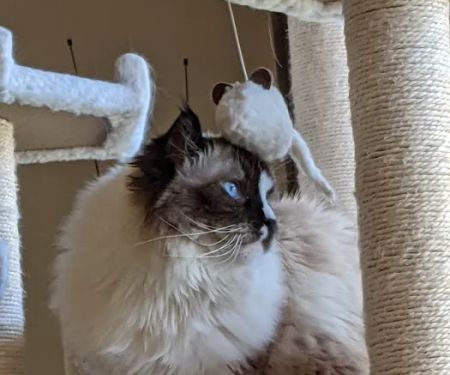 Paws & Claws Mobile Veterinary Service, LLC