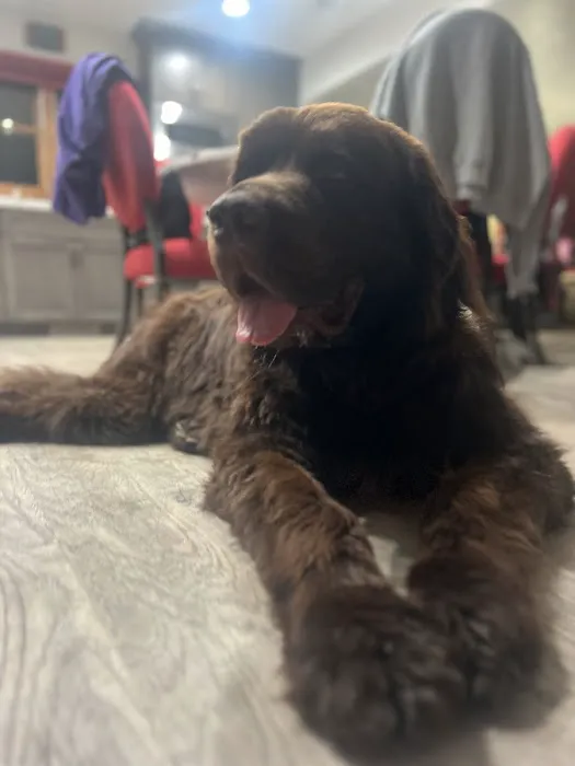 Paws & Claws Mobile Veterinary Service, LLC Picture 3