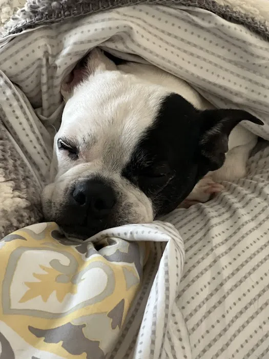 Full Circle In-Home Pet Euthanasia Picture 2