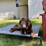 Full Circle In-Home Pet Euthanasia