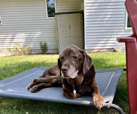 Full Circle In-Home Pet Euthanasia