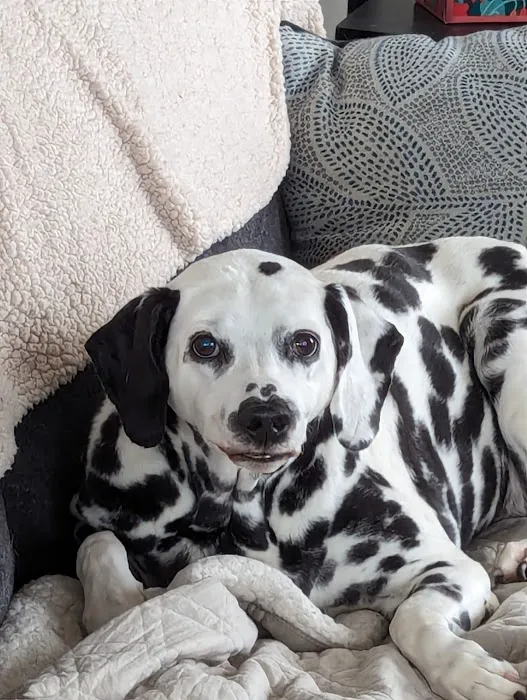 Full Circle In-Home Pet Euthanasia Picture 6