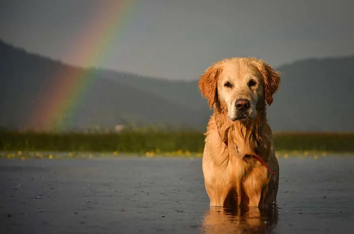 Full Circle In-Home Pet Euthanasia Picture 3