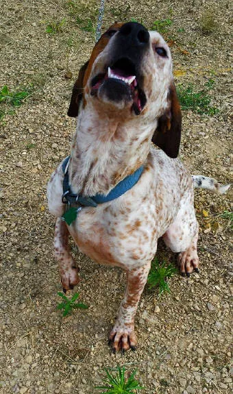 Full Circle In-Home Pet Euthanasia Picture 5