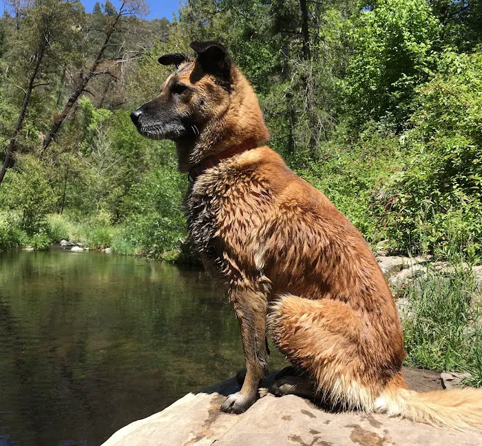 Full Circle In-Home Pet Euthanasia Picture 9