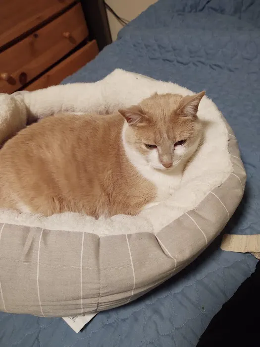 Animal Hospital At Hillshore Picture 1