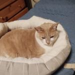 Animal Hospital At Hillshore