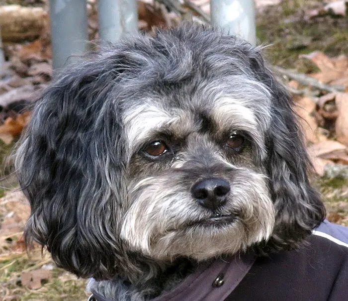 Animal Hospital At Hillshore Picture 4