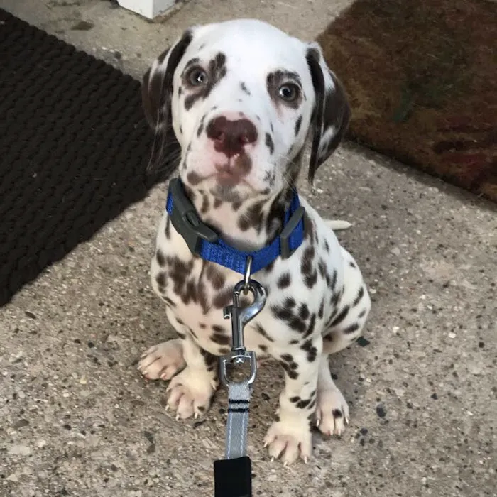 Animal Hospital At Hillshore Picture 3