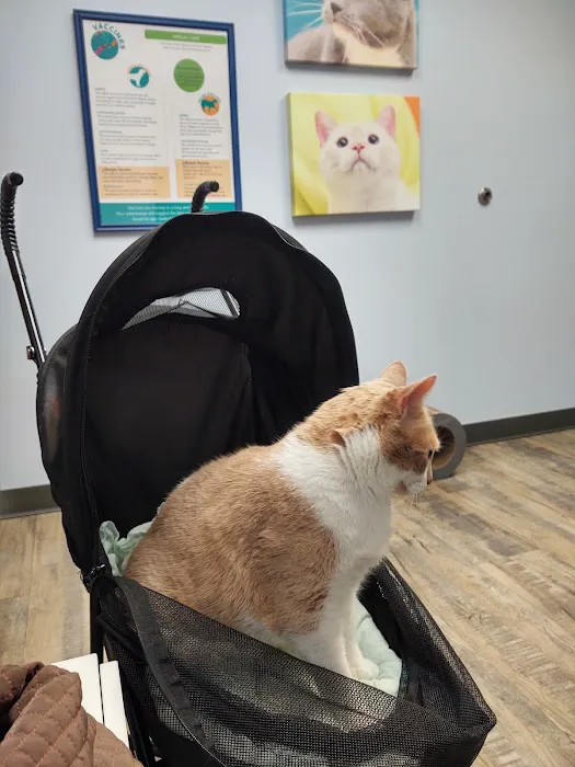 Animal Hospital At Hillshore Picture 2