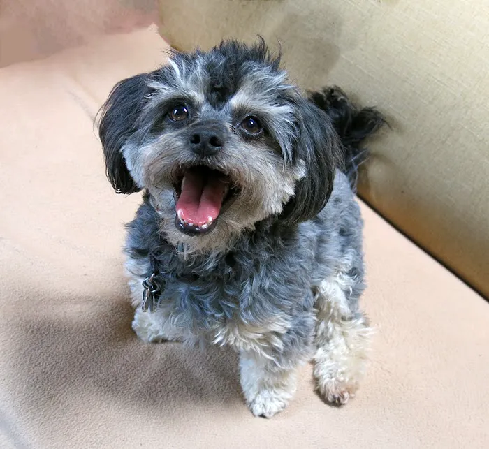 Animal Hospital At Hillshore Picture 5