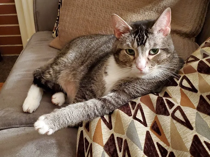 Animal Hospital At Hillshore Picture 8